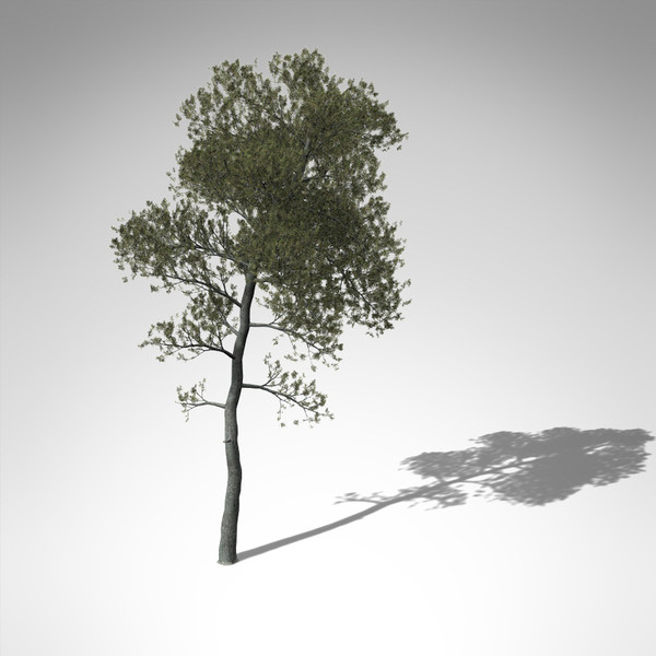 aleppo pine tree 3d model - XfrogPlants Aleppo Pine... by xfrog