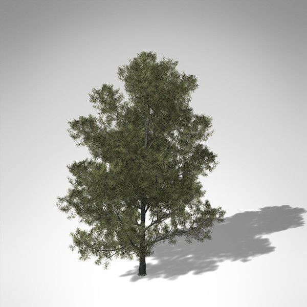 aleppo pine tree 3d model - XfrogPlants Aleppo Pine... by xfrog