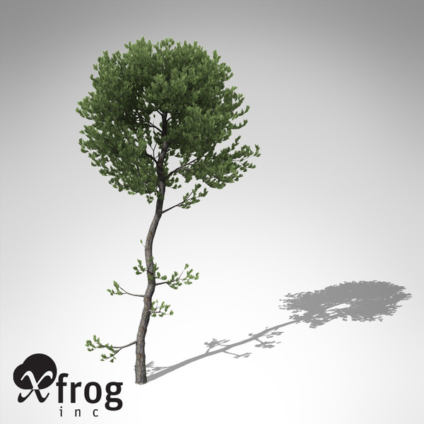 3d xfrogplants sea pine tree model - XfrogPlants Sea Pine... by xfrog