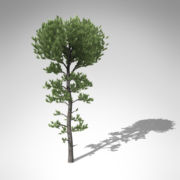 3d xfrogplants sea pine tree model - XfrogPlants Sea Pine... by xfrog