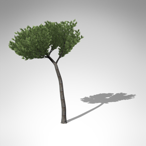 3d xfrogplants sea pine tree model - XfrogPlants Sea Pine... by xfrog