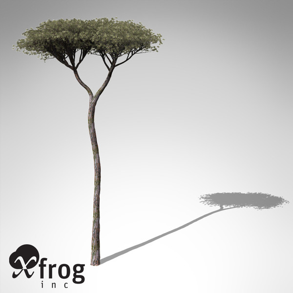 italian stone pine tree 3d model - XfrogPlants Italian Stone Pine... by xfrog