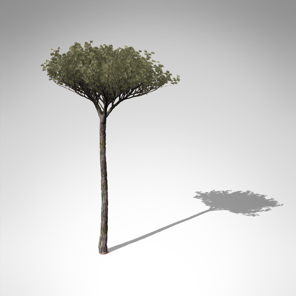 italian stone pine tree 3d model - XfrogPlants Italian Stone Pine... by xfrog