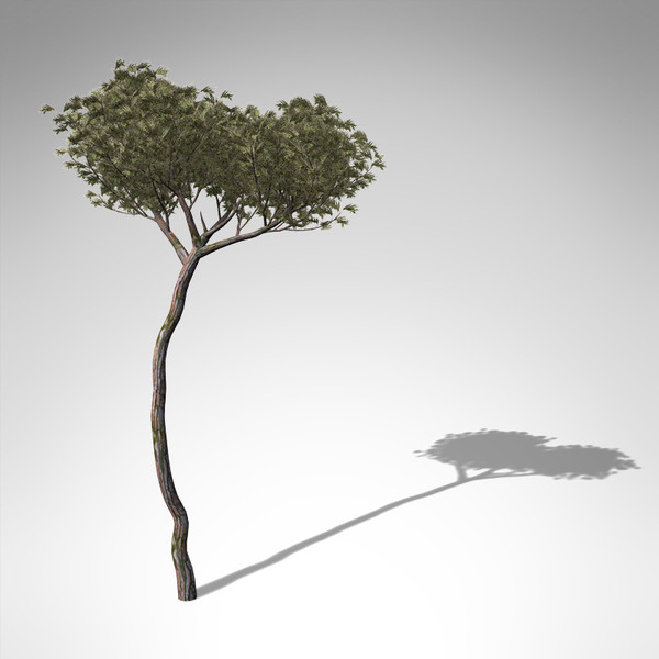 italian stone pine tree 3d model - XfrogPlants Italian Stone Pine... by xfrog