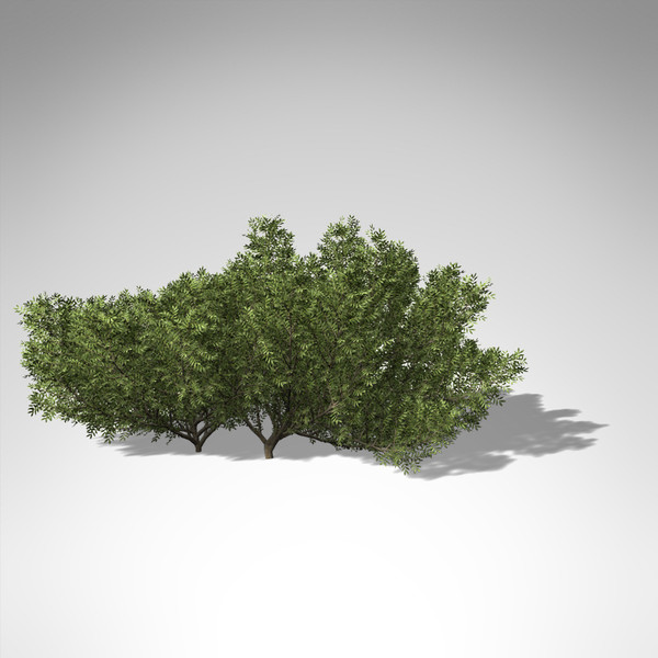 xfrogplants lentisk tree shrub 3d model - XfrogPlants Lentisk... by xfrog