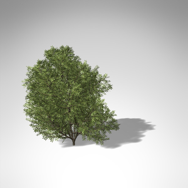 xfrogplants lentisk tree shrub 3d model - XfrogPlants Lentisk... by xfrog