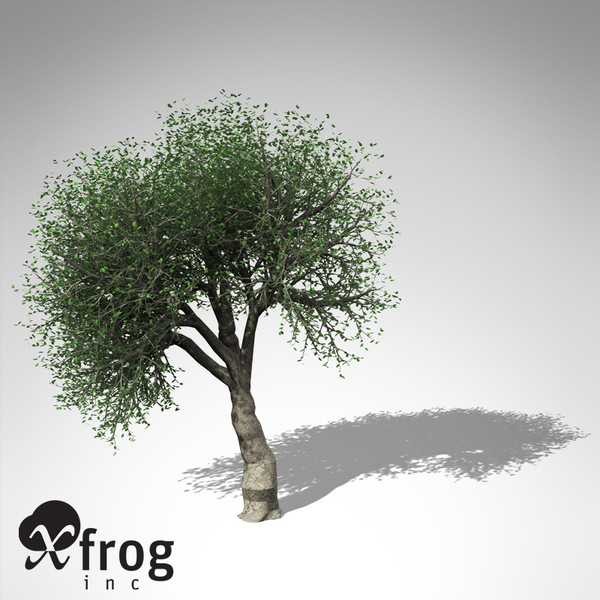 max xfrogplants cork oak tree - XfrogPlants Cork Oak... by xfrog