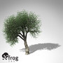 max xfrogplants cork oak tree