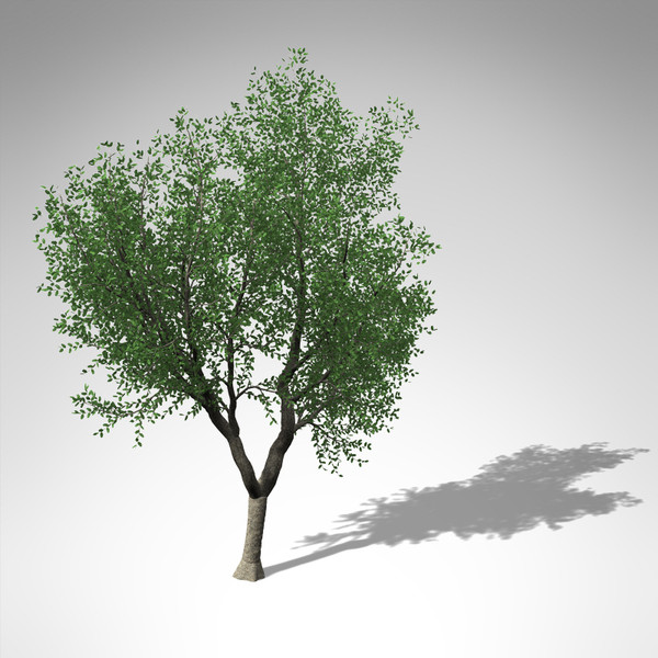 max xfrogplants cork oak tree - XfrogPlants Cork Oak... by xfrog