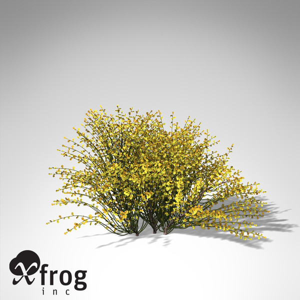 3d xfrogplants spanish broom shrub model - XfrogPlants Spanish Broom... by xfrog