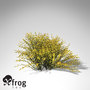 3d xfrogplants spanish broom shrub model