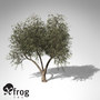 lightwave xfrogplants french tamarisk tree shrub