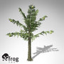 xfrogplants alethopteris plant 3ds
