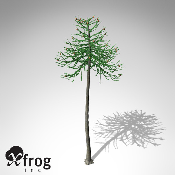 XfrogPlants Araucaria