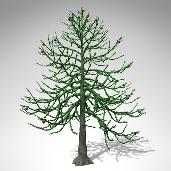 XfrogPlants Araucaria