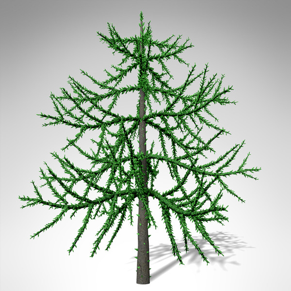 XfrogPlants Araucaria