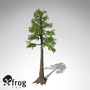 3d xfrogplants archaeopteris trees