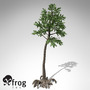 XfrogPlants Cordaites