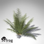 3d xfrogplants onychiopsis fern plant model