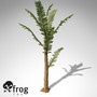 3d model xfrogplants pachypteris plant