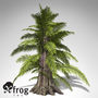 XfrogPlants Tempskya
