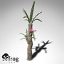 XfrogPlants Williamsonia