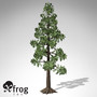 XfrogPlants Wollemi Pine