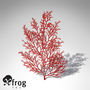 3d model of xfrogplants red sea fan