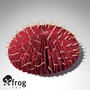 xfrogplants curved mushroom coral max
