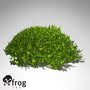 3ds max xfrogplants halimeda alga plant