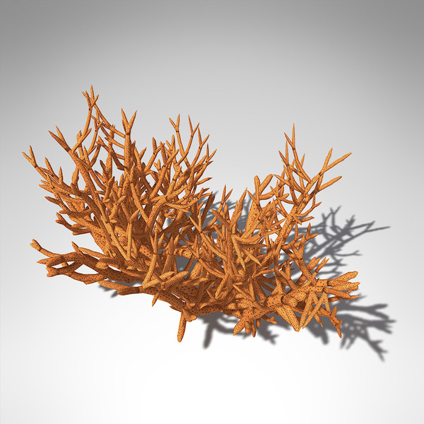 3d model xfrogplants birds nest coral - XfrogPlants Birds Nest Coral... by xfrog