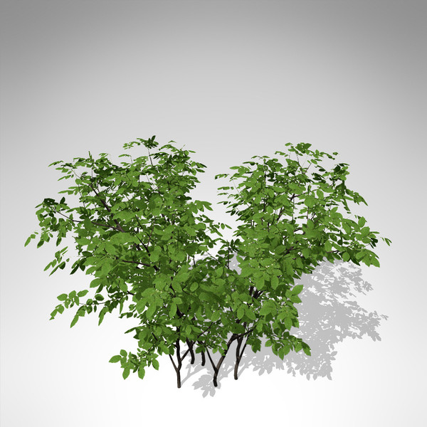 xfrogplants dog rose plant 3d model - XfrogPlants Dog Rose... by xfrog