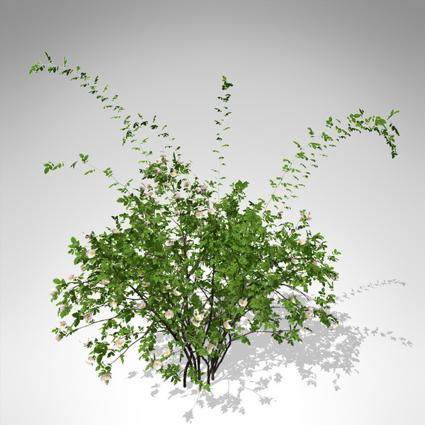 xfrogplants dog rose plant 3d model - XfrogPlants Dog Rose... by xfrog