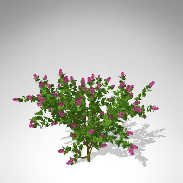 xfrogplants common lilac shrub 3d max - XfrogPlants Common Lilac... by xfrog