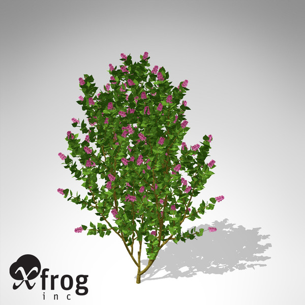xfrogplants common lilac shrub 3d max - XfrogPlants Common Lilac... by xfrog
