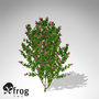 xfrogplants common lilac shrub 3d max