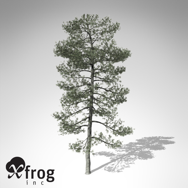 3d model xfrogplants bishop pine tree - XfrogPlants Bishop Pine... by xfrog