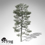 3d model xfrogplants bishop pine tree