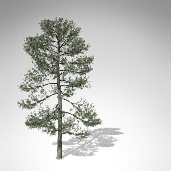 3d model xfrogplants bishop pine tree - XfrogPlants Bishop Pine... by xfrog