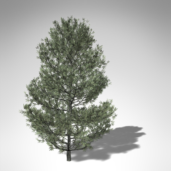 3d model xfrogplants bishop pine tree - XfrogPlants Bishop Pine... by xfrog