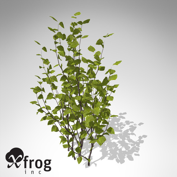 xfrogplants hazel shrub tree plant 3d model - XfrogPlants Hazel... by xfrog