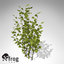 XfrogPlants Hazel