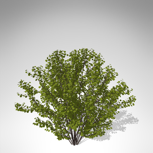 xfrogplants hazel shrub tree plant 3d model - XfrogPlants Hazel... by xfrog