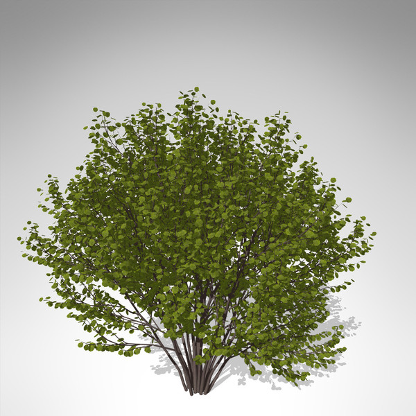 xfrogplants hazel shrub tree plant 3d model - XfrogPlants Hazel... by xfrog