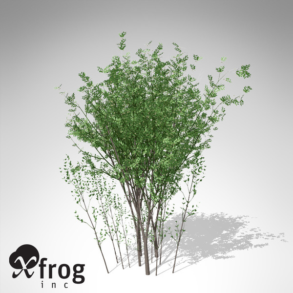 lwo xfrogplants european spindletree europe - XfrogPlants European Spindletree... by xfrog