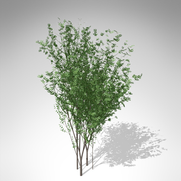 lwo xfrogplants european spindletree europe - XfrogPlants European Spindletree... by xfrog