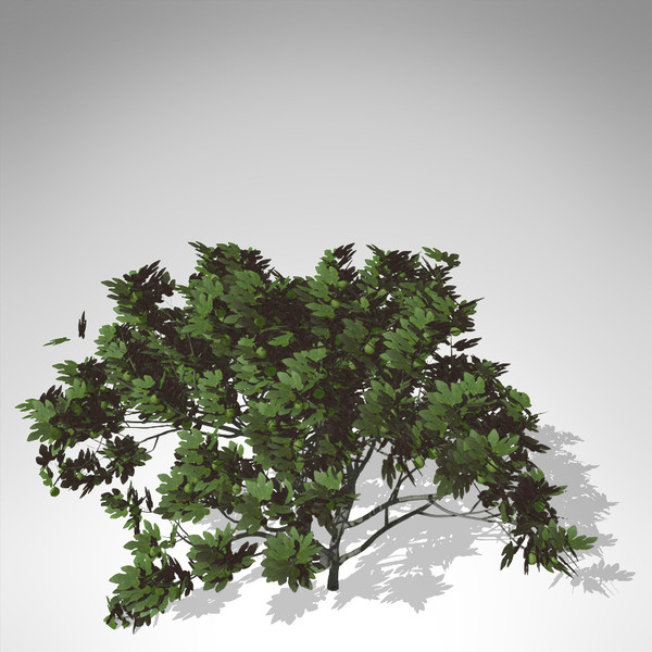 3d model xfrogplants fig tree - XfrogPlants Fig Tree... by xfrog