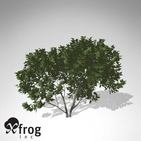 3d model xfrogplants fig tree - XfrogPlants Fig Tree... by xfrog
