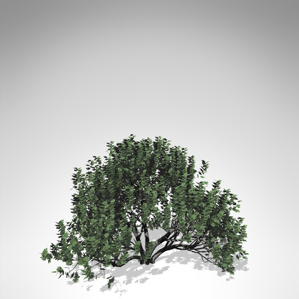 3d model xfrogplants fig tree - XfrogPlants Fig Tree... by xfrog