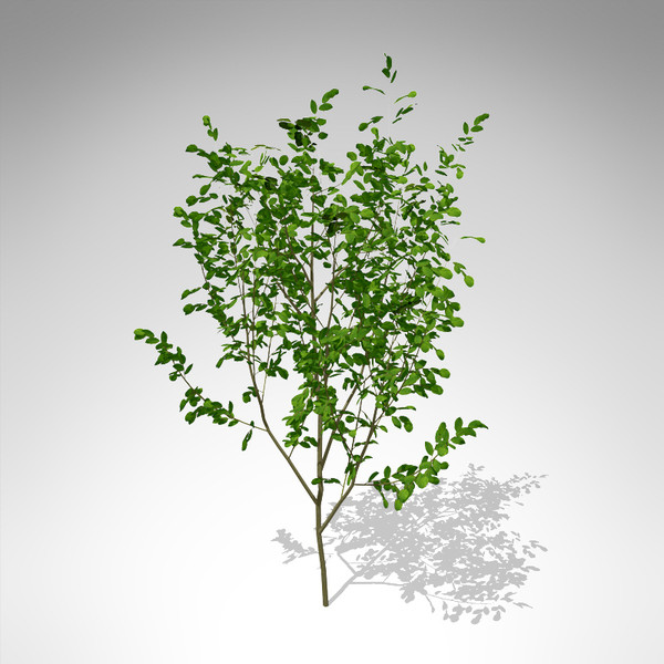 3d model xfrogplants european buckthorn europe - XfrogPlants European Buckthorn... by xfrog